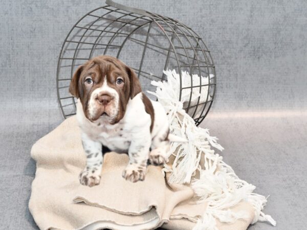 [#36525] Chocolate & White Male Mini Hippo Puppies For Sale