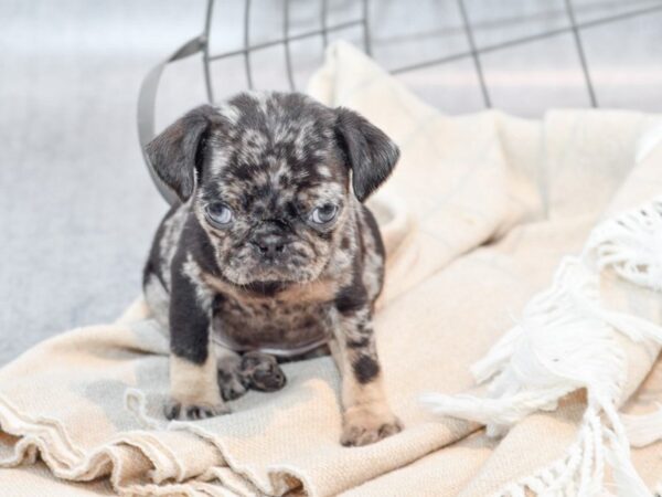 Pug Dog Female Blue Merle 36480 Petland Novi, Michigan