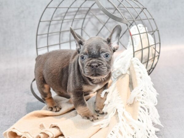 French Bulldog Dog Male Blue & Tan 36519 Petland Novi, Michigan