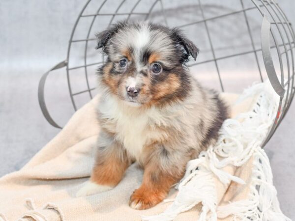 Miniature Australian Shepherd Dog Female Blue Merle 36520 Petland Novi, Michigan