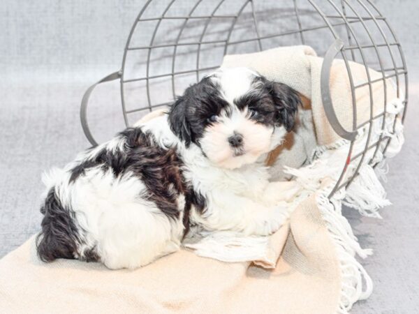 Teddy Bear Dog Male Black & White 36522 Petland Novi, Michigan