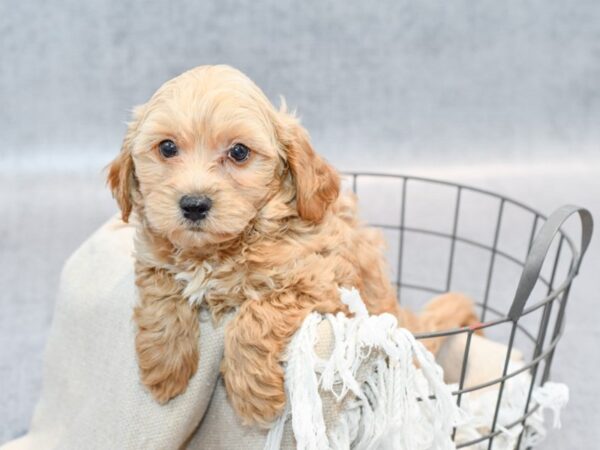 Cavachon Poo Dog Male Cream 36523 Petland Novi, Michigan