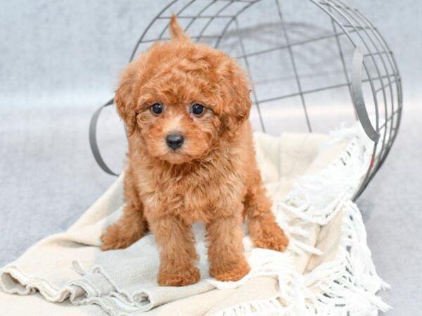 Cavachon Poo Dog Female Cream 36524 Petland Novi, Michigan