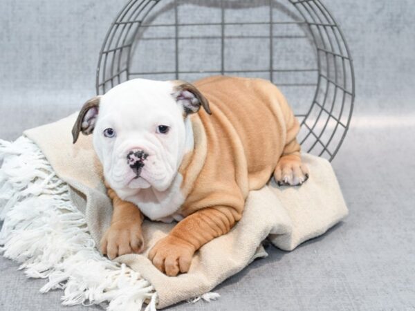 Victorian Bulldog Dog Female Fawn & White 36529 Petland Novi, Michigan