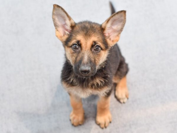 German Shepherd Dog Female Black & Tan 36530 Petland Novi, Michigan