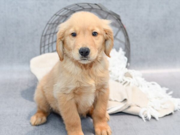 Golden Retriever Dog Male Golden 36531 Petland Novi, Michigan