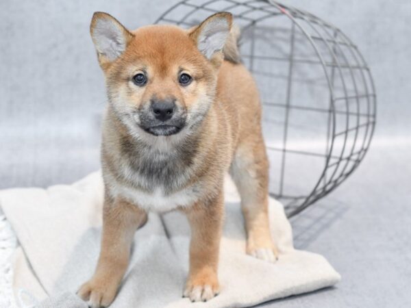 Shiba Inu Dog Female Red Seseme 36533 Petland Novi, Michigan