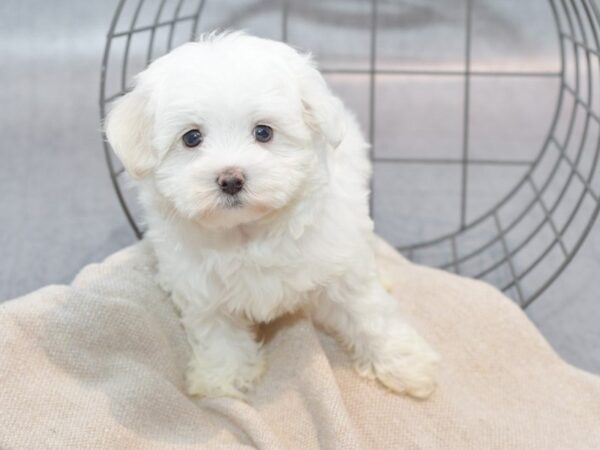 [#36537] White Male Maltese Puppies For Sale