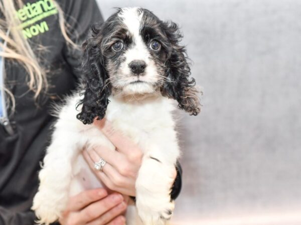 Cocker Spaniel Dog Female Black & White 36542 Petland Novi, Michigan