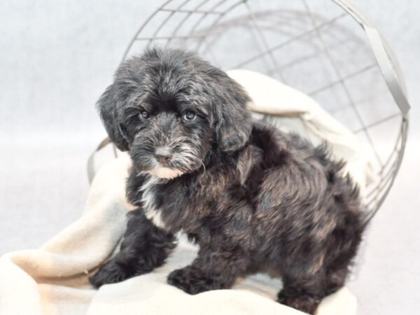 Yorkiepoo Dog Male Black & Tan 36384 Petland Novi, Michigan