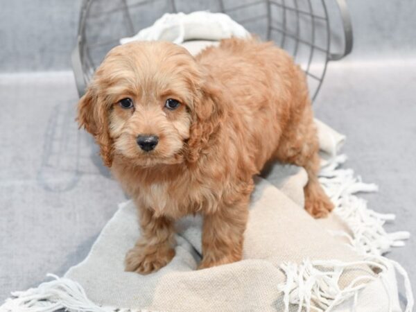 Cockapoo-Dog-Male-Light Red-36409-Petland Novi, Michigan