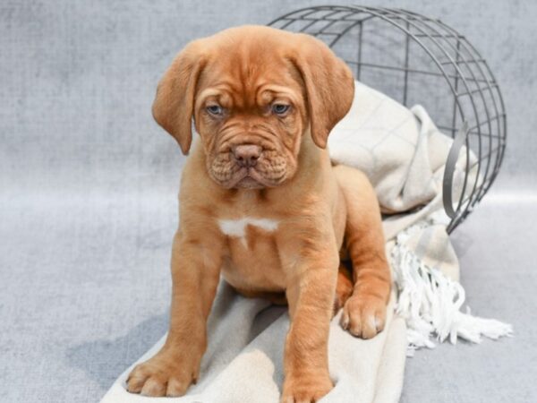 Dogue De Bordeaux-Dog-Male-Red-36483-Petland Novi, Michigan