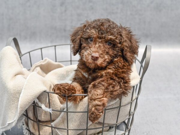 Miniature Poodle Dog Male Chocolate / Tan 36486 Petland Novi, Michigan