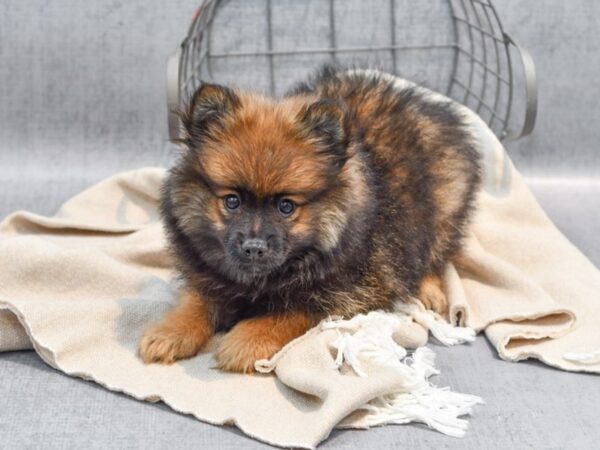 Pomeranian-Dog-Female-Sable-36490-Petland Novi, Michigan