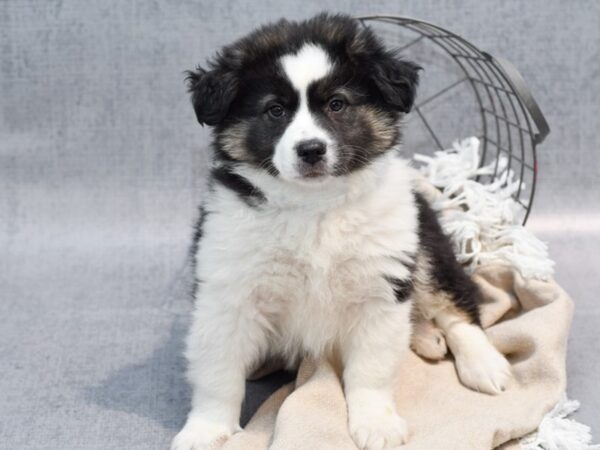 Aussiemo-Dog-Male-Tri-36491-Petland Novi, Michigan