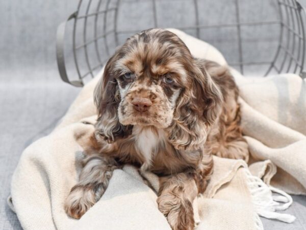 Cocker Spaniel-Dog-Male-Chocolate Merle-36499-Petland Novi, Michigan