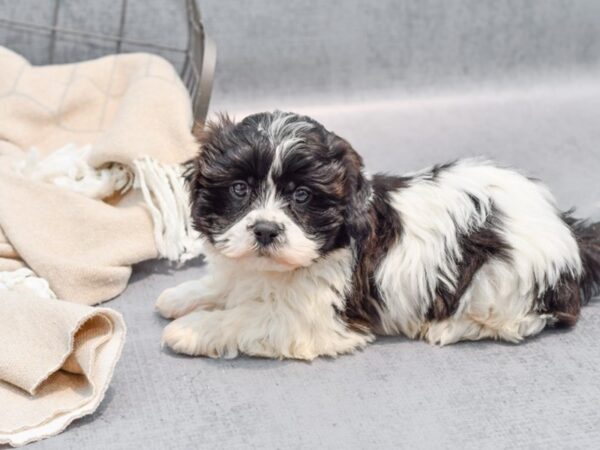 Teddy Bear-Dog-Male-Black & White-36501-Petland Novi, Michigan