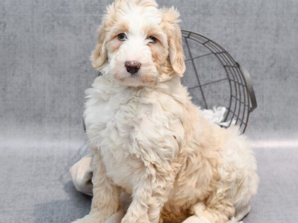 Sheepadoodle-Dog-Male-Cream-36502-Petland Novi, Michigan