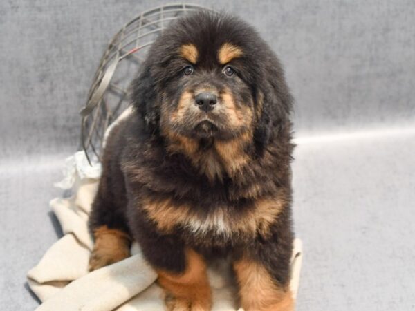 Tibetan Mastiff-Dog-Male-Black / Tan-36507-Petland Novi, Michigan