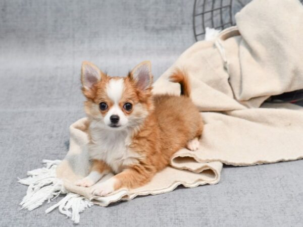 Chihuahua Dog Female Red Sable 36508 Petland Novi, Michigan