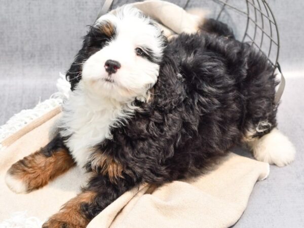 Miniature Bernadoodle-Dog-Male-Tri-36509-Petland Novi, Michigan