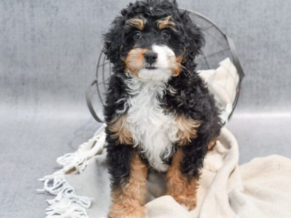 Miniature Bernadoodle-Dog-Female-Tri-36510-Petland Novi, Michigan