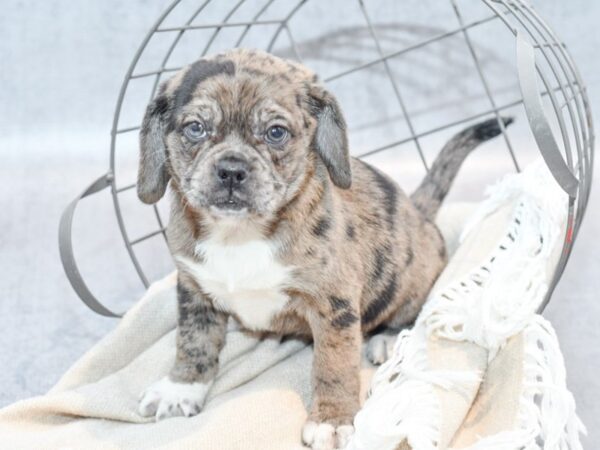 Puggle-Dog-Female-Blue Merle-36479-Petland Novi, Michigan