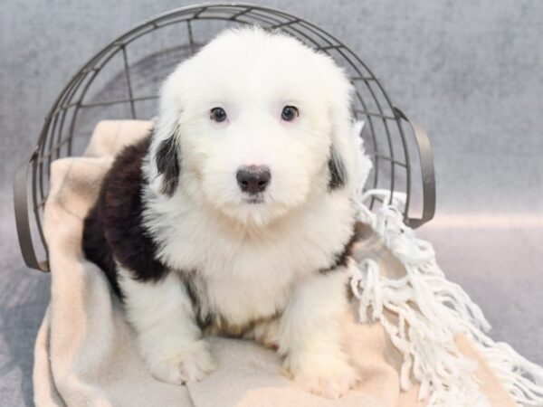 Old English Sheepdog-Dog-Male-Black / White-36517-Petland Novi, Michigan