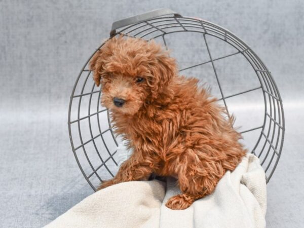 Miniature Poodle Dog Male Red 36526 Petland Novi, Michigan