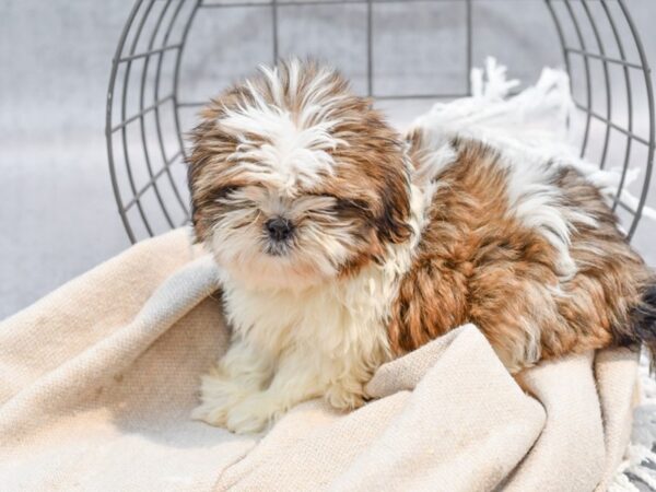 Shih Tzu-Dog-Male-Gold & White-36527-Petland Novi, Michigan