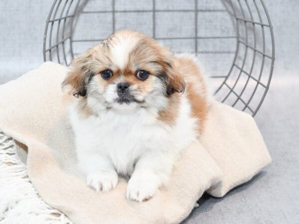 Pekingese Dog Female Brown & White 36528 Petland Novi, Michigan