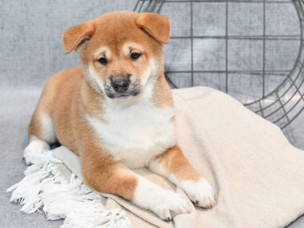 Shiba Inu Dog Male Red w/White Marks 36532 Petland Novi, Michigan