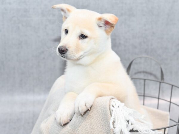 Shiba Inu-Dog-Female-Cream-36534-Petland Novi, Michigan