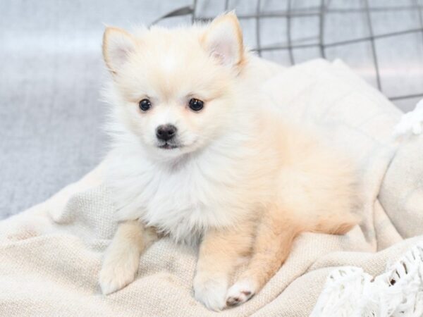 Pomeranian-Dog-Female-Cream-36539-Petland Novi, Michigan