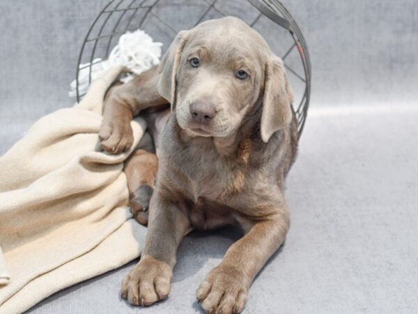 Labrador Retriever Dog Male Silver 36540 Petland Novi, Michigan