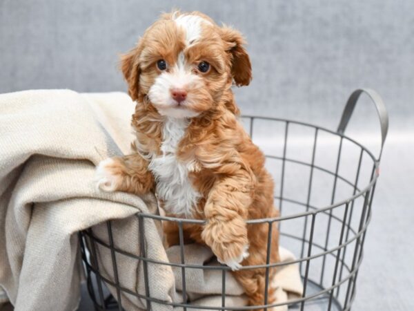 Cavapoo Dog Female Red & White 36543 Petland Novi, Michigan