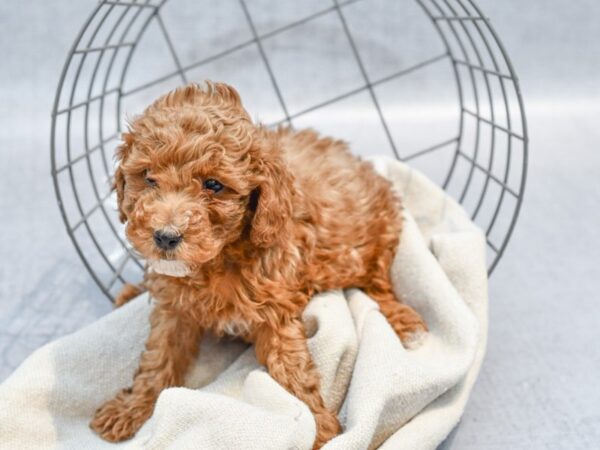 Miniature Poodle Dog Male Red 36544 Petland Novi, Michigan