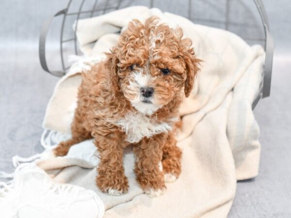 Cavapoo-Dog-Male-Red & White-36545-Petland Novi, Michigan