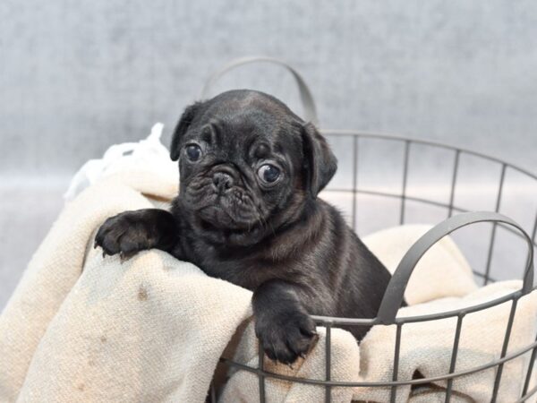 Pug-Dog-Female-Black-36547-Petland Novi, Michigan