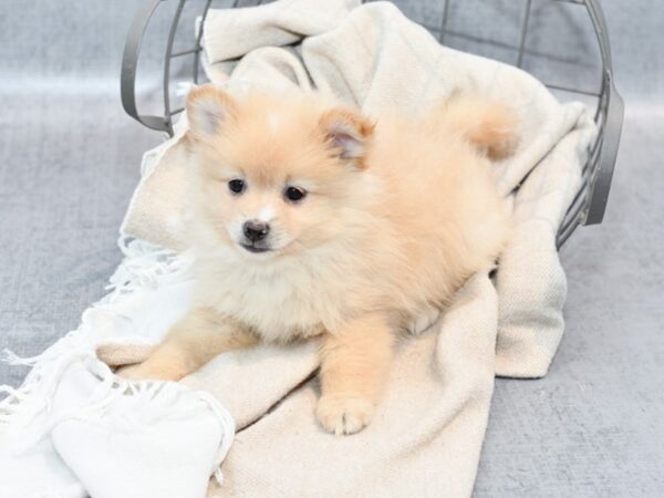 Pomeranian-Dog-Male-Red, Cream Markings-36549-Petland Novi, Michigan