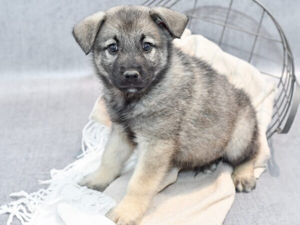 Norwegian Elkhound Dog Male Silver Gray 36550 Petland Novi, Michigan