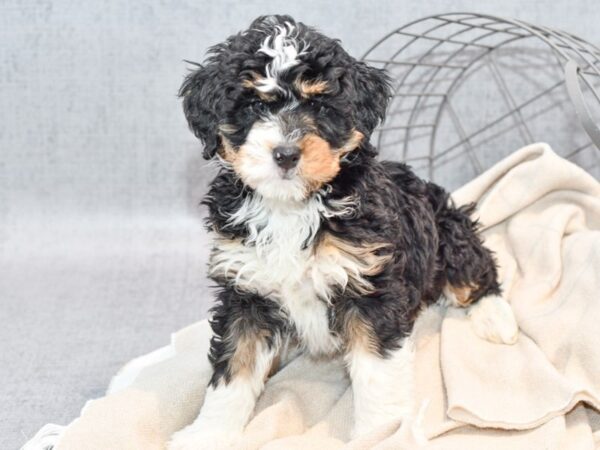 Mini Bernadoodle-Dog-Male-Tri-36551-Petland Novi, Michigan