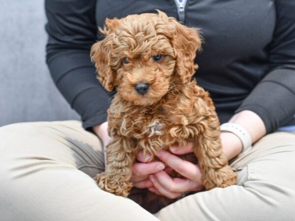 Miniature Goldendoodle Dog Male Red & White 36552 Petland Novi, Michigan