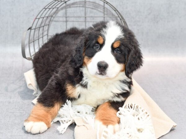 Bernese Mnt. Dog Dog Male Tri 36553 Petland Novi, Michigan