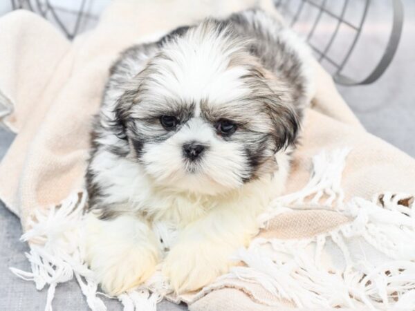 Shih Tzu-Dog-Female-Brindle & White-36558-Petland Novi, Michigan