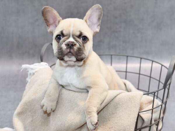 French Bulldog-Dog-Female-Fawn w/Blk Mask-36559-Petland Novi, Michigan