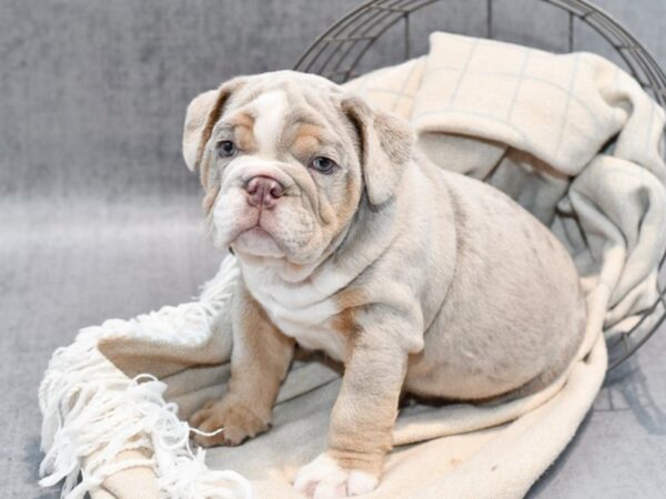 English Bulldog-Dog-Male-Lilac Merle-36562-Petland Novi, Michigan