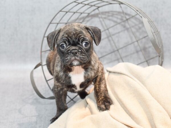 Frug-Dog-Male-Fawn Brindle-36563-Petland Novi, Michigan