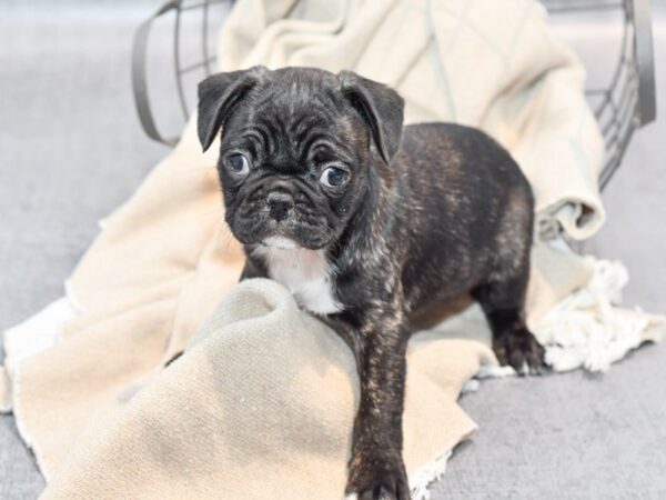 Frug-Dog-Female-Fawn-36564-Petland Novi, Michigan