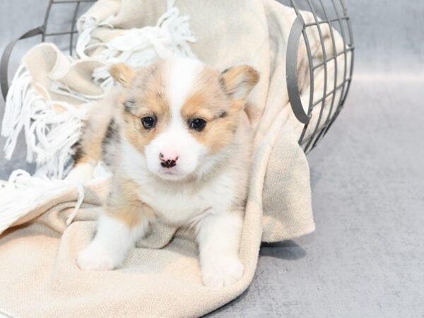 Pembroke/Cardigan Welsh Corgi-Dog-Female-Blue-36561-Petland Novi, Michigan